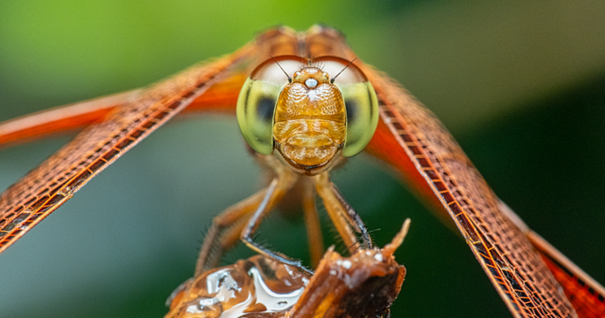 Dragonfly Thinking – one year later
