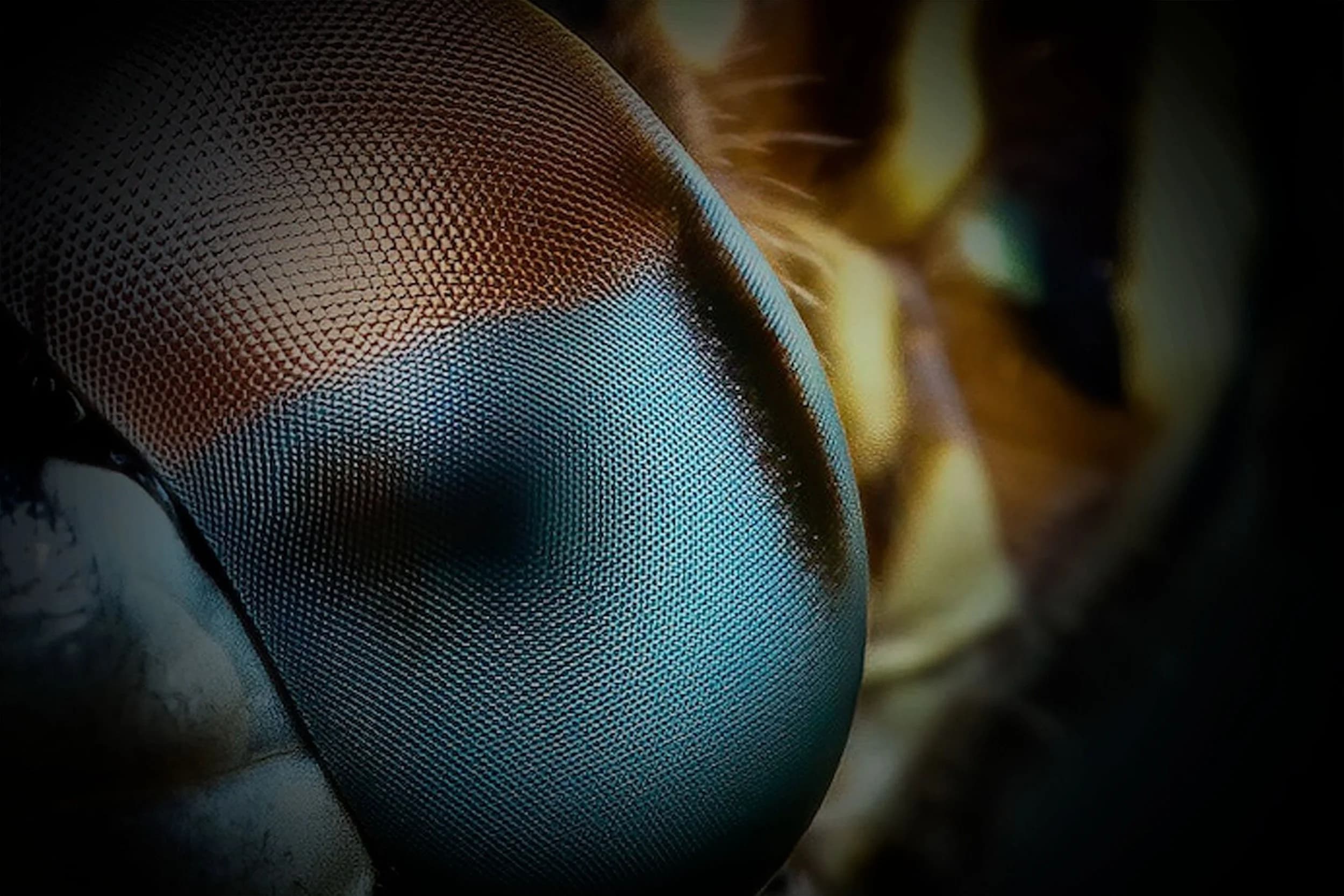 Close-up of a dragonfly's compound eye